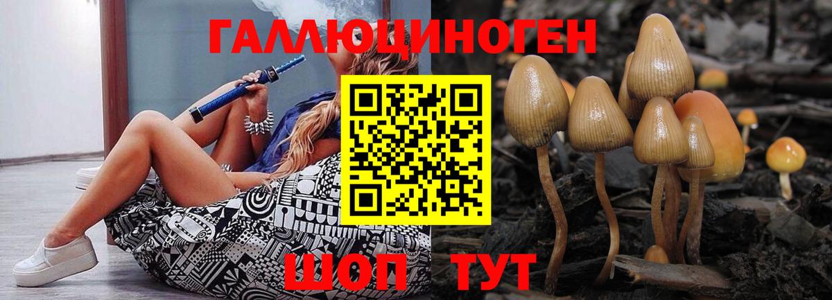 Псилоцибиновые грибы Psilocybe Унеча